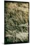 Fields of Wheat-Tim Kahane-Mounted Photographic Print