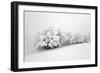 Fields of White-Philippe Sainte-Laudy-Framed Photographic Print