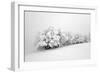 Fields of White-Philippe Sainte-Laudy-Framed Photographic Print