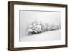 Fields of White-Philippe Sainte-Laudy-Framed Photographic Print