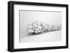 Fields of White-Philippe Sainte-Laudy-Framed Photographic Print