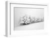 Fields of White-Philippe Sainte-Laudy-Framed Photographic Print