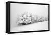 Fields of White-Philippe Sainte-Laudy-Framed Stretched Canvas