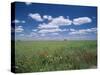 Fields of Wild Flowers, Near Utande, Guadalajara, Castilla La Mancha, Spain-Ruth Tomlinson-Stretched Canvas