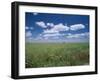 Fields of Wild Flowers, Near Utande, Guadalajara, Castilla La Mancha, Spain-Ruth Tomlinson-Framed Photographic Print