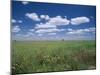 Fields of Wild Flowers, Near Utande, Guadalajara, Castilla La Mancha, Spain-Ruth Tomlinson-Mounted Photographic Print