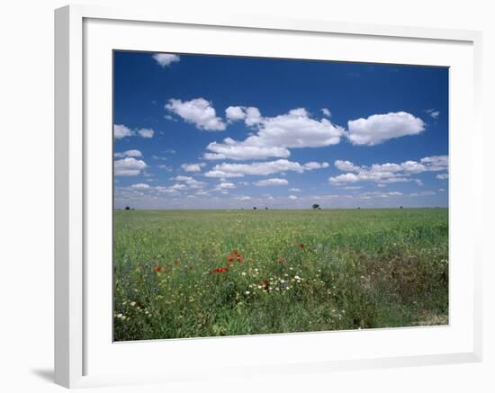 Fields of Wild Flowers, Near Utande, Guadalajara, Castilla La Mancha, Spain-Ruth Tomlinson-Framed Photographic Print