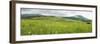 Fields of wild flowers surrounding the Marutswa Forest, Bulwer, KwaZulu-Natal, South Africa-null-Framed Photographic Print