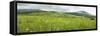 Fields of wild flowers surrounding the Marutswa Forest, Bulwer, KwaZulu-Natal, South Africa-null-Framed Stretched Canvas