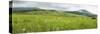 Fields of wild flowers surrounding the Marutswa Forest, Bulwer, KwaZulu-Natal, South Africa-null-Stretched Canvas