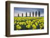 Fields of yellow daffodils in late March, Skagit Valley, Washington State-Alan Majchrowicz-Framed Photographic Print