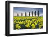 Fields of yellow daffodils in late March, Skagit Valley, Washington State-Alan Majchrowicz-Framed Photographic Print