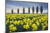 Fields of yellow daffodils in late March, Skagit Valley, Washington State-Alan Majchrowicz-Mounted Photographic Print