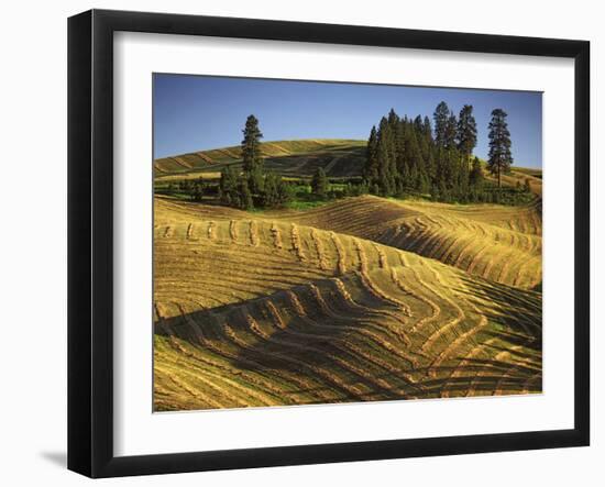 Fields, Palouse, Whitman County, Washington, USA-Charles Gurche-Framed Premium Photographic Print