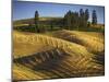 Fields, Palouse, Whitman County, Washington, USA-Charles Gurche-Mounted Premium Photographic Print