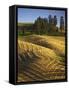 Fields, Palouse, Whitman County, Washington, USA-Charles Gurche-Framed Stretched Canvas