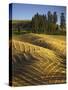 Fields, Palouse, Whitman County, Washington, USA-Charles Gurche-Stretched Canvas