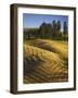 Fields, Palouse, Whitman County, Washington, USA-Charles Gurche-Framed Photographic Print