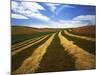 Fields, Palouse, Whitman County, Washington, USA-Charles Gurche-Mounted Photographic Print