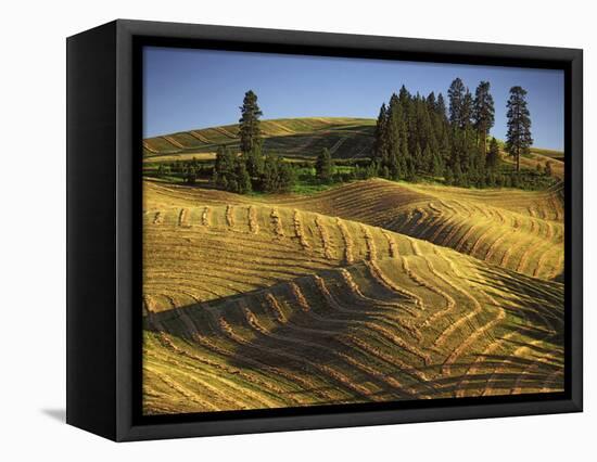 Fields, Palouse, Whitman County, Washington, USA-Charles Gurche-Framed Stretched Canvas