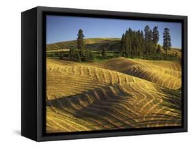 Fields, Palouse, Whitman County, Washington, USA-Charles Gurche-Framed Stretched Canvas