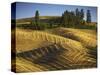 Fields, Palouse, Whitman County, Washington, USA-Charles Gurche-Stretched Canvas