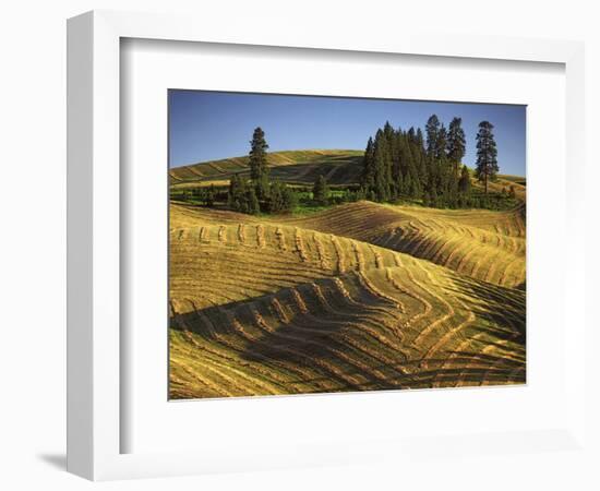 Fields, Palouse, Whitman County, Washington, USA-Charles Gurche-Framed Photographic Print