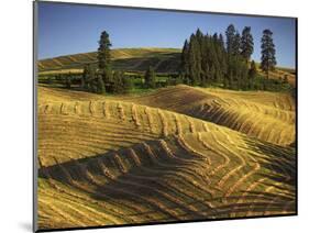 Fields, Palouse, Whitman County, Washington, USA-Charles Gurche-Mounted Photographic Print