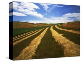Fields, Palouse, Whitman County, Washington, USA-Charles Gurche-Stretched Canvas