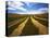 Fields, Palouse, Whitman County, Washington, USA-Charles Gurche-Stretched Canvas