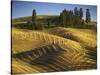 Fields, Palouse, Whitman County, Washington, USA-Charles Gurche-Stretched Canvas