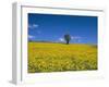 Fields, Road to Pindaya, Shan State, Myanmar (Burma), Asia-Sergio Pitamitz-Framed Photographic Print