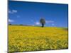 Fields, Road to Pindaya, Shan State, Myanmar (Burma), Asia-Sergio Pitamitz-Mounted Photographic Print