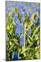 Fields with Blue Grape Hyacinths-Ivonnewierink-Mounted Photographic Print