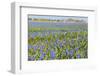 Fields with Blue Grape Hyacinths-Ivonnewierink-Framed Photographic Print