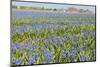 Fields with Blue Grape Hyacinths-Ivonnewierink-Mounted Photographic Print