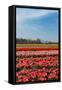 Fields with Tulips in Holland-Ivonnewierink-Framed Stretched Canvas