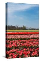 Fields with Tulips in Holland-Ivonnewierink-Stretched Canvas