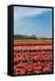 Fields with Tulips in Holland-Ivonnewierink-Framed Stretched Canvas