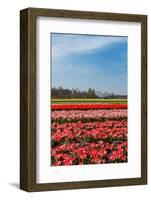 Fields with Tulips in Holland-Ivonnewierink-Framed Photographic Print