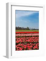 Fields with Tulips in Holland-Ivonnewierink-Framed Photographic Print