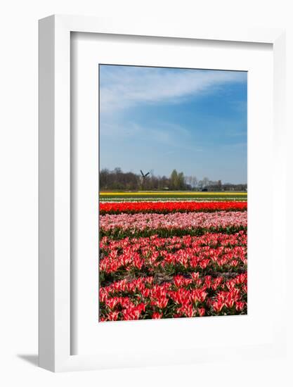 Fields with Tulips in Holland-Ivonnewierink-Framed Photographic Print