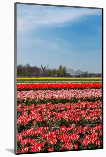 Fields with Tulips in Holland-Ivonnewierink-Mounted Photographic Print