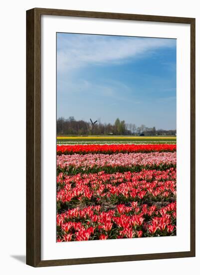 Fields with Tulips in Holland-Ivonnewierink-Framed Photographic Print