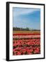 Fields with Tulips in Holland-Ivonnewierink-Framed Photographic Print