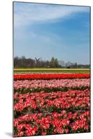 Fields with Tulips in Holland-Ivonnewierink-Mounted Photographic Print