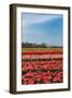 Fields with Tulips in Holland-Ivonnewierink-Framed Photographic Print