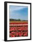 Fields with Tulips in Holland-Ivonnewierink-Framed Photographic Print