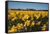 Fields with Yellow Daffodils-Ivonnewierink-Framed Stretched Canvas