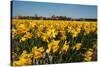 Fields with Yellow Daffodils-Ivonnewierink-Stretched Canvas